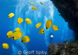 school of butterflyfish at Little Brother by Geoff Spiby 